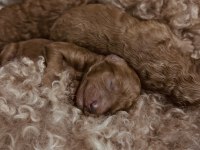 Minyatür red poodle yavrularım