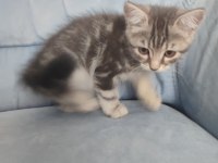 2 aylık melez kedimiz ACİL yuva arıyo