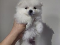 Pomeranian süt beyaz