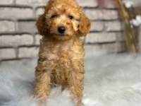 Harika anotomisi ile mükemmel Toy poodle yavrular