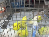 Bebek Muhabbet Kuşu Yeni Yeme Düşmüştür