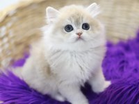 British Longhair Tostikler