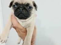 Pug yavrularımız yeni ailesini bekliyor