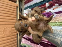 Toy poodle kore kan