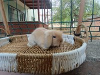 Hollanda teddy lop tavşan yavrular