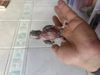 EL BESLEME KONUR BEBEK