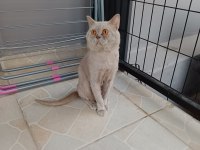 Lilac british shorthair kedimiz