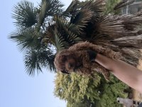 Maltipoo Güzelliği