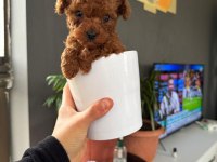 Kore teacup toy poodle
