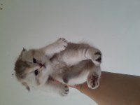 Scottish fold ve scottish straight erkek ve dişi