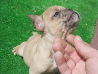 French bulldog
