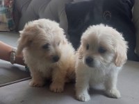 Sevimli pati maltipoo