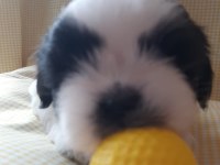 Anne ve baba safkan shih tzu bebişler