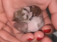 12 GÜNLÜK SURİYE HAMSTER
