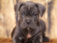 A scrli anne babadan cane corso yavrular kapıda ödeme