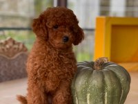 Sakarya Toy Poodle