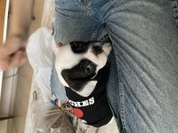 4 Aylık French Bulldog Yavru Sevgi Dolu Bir Yuva Arıyoruz