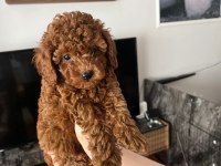KORE YAVRUSU A KALİTE TEACUP RED BROWN TOY POODLE YAVRULAR
