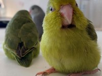 30 Günlük El Besleme Forpus Papağanı Yavrusu
