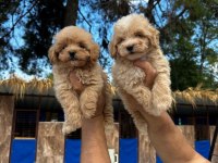 Maltipoo yavrularımız