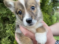 Türkiyede TEK Corgi Bebekler