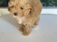 YASAL ÜRETİCİDEN mini boy SAFKAN TOY POODLE YAVRULARI