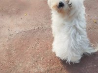 Maltese çocuklarımı sahiplendiriyoruz