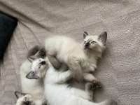 ÇOK OYUNCU SİYAM KEDİSİ YAVRULAR