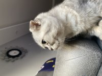 Tuvalet eğitimli scottish fold yavrumuz yeni yuvasını arıyor