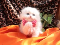 British Longhair Minnaklarım