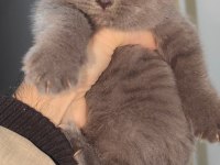British shorthair kedisi