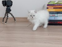 2 AYLIK SAFKAN BRİTİSH LONGHAİR