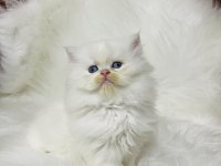By1133 dişi iki aylık british longhair