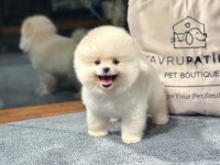 Premium Pomeranian Yavrular Sağlık Garantili