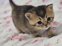 Safkan British Shorthair Kardeşler
