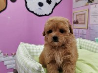 F2 MALTİPOO YAVRULARI