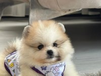 3 aylık pomeranian boo ve teddy bear kardeşler
