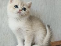 British Shorthair Golden Ay 11 Dişi