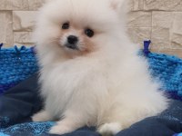 Teacup Şecereli Pomeranian Yavrularımız