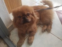 Acil sahiplendirmek istiyorum pekinez köpeğimi
