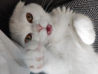 10 aylık dişi scottish fold