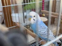 Muhabbet kuşum ücretsiz kafes ile birlikte