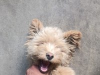 Yer Sıkıntısından Dolayı Satılık Maltipoo
