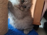 Scottish fold kedisi dişi ve erkek