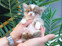 KORE ASILLI CHIHUAHUA BEBEKLER