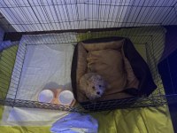 3 aylık maltipoo bebeği