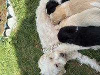 Ücretsiz yavru köpeğimiz sahiplendirme ilanı