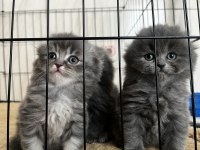 Oyuncu, Sevecen Yavru Kediler – Güvenilir Sahiplendirme