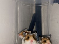 Birbirinden güzel hamster minikler