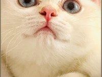 3 AYLIK BRİTİSH KEDİMİZ